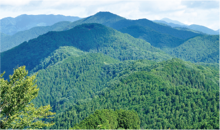 木漏れ日そそぐ天空の林道奥武蔵グリーンライン