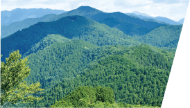 木漏れ日そそぐ天空の林道奥武蔵グリーンライン