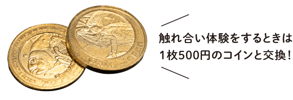 触れ合い体験をするときは1枚500円のコインと交換！